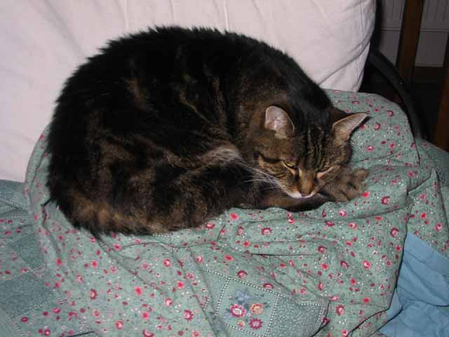 Kukul�nek je�t� netu��, co se na n�j chyst�.